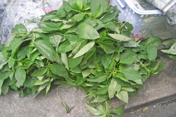 Jute, Bush Okra