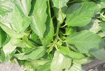 Jute, Bush Okra