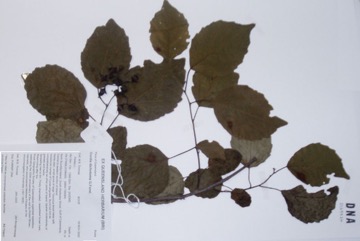 Bird Lime Tree, Clammy-cherry
