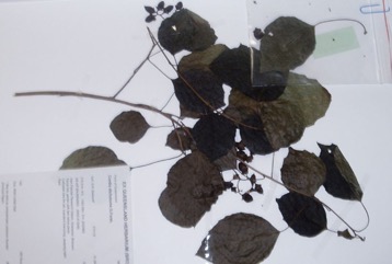 Bird Lime Tree, Clammy-cherry