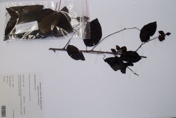Bird Lime Tree, Clammy-cherry
