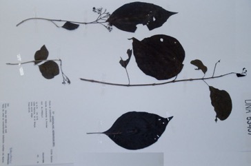 Bird Lime Tree, Clammy-cherry