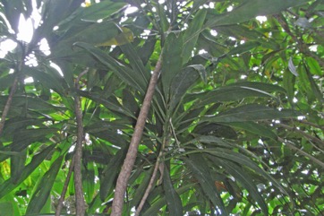 Good luck tree, Ti tree