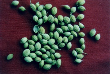 Coriander