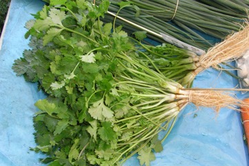 Coriander