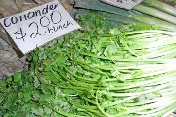 Coriander