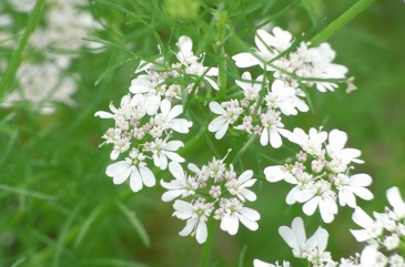Coriander