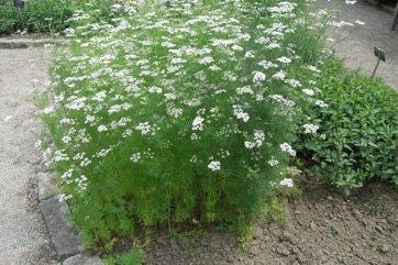 Coriander
