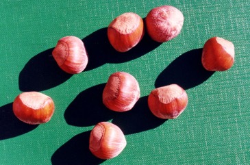 Hazel nuts, Cob-nut Hazel, Filberts
