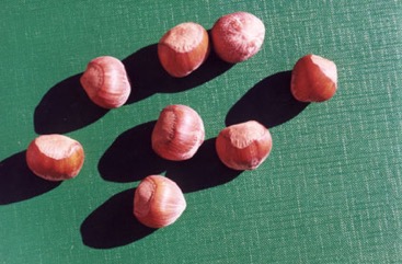 Hazel nuts, Cob-nut Hazel, Filberts