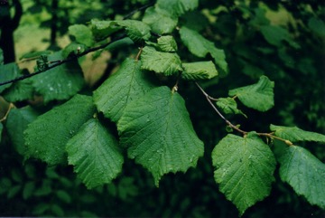 Hazel nuts, Cob-nut Hazel, Filberts