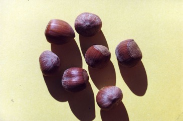 Hazel nuts, Cob-nut Hazel, Filberts