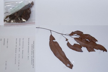 Long fruited Bloodwood, Red Bloodwood