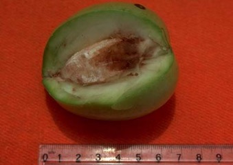 Mundroi