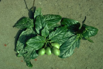 Mundroi