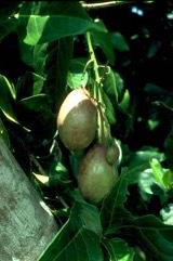 Mundroi