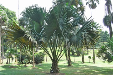 Talipot palm, Great fan palm
