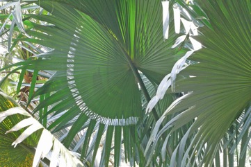 Talipot palm, Great fan palm