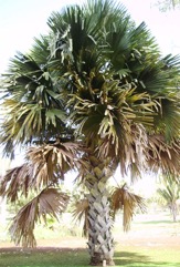 Talipot palm, Great fan palm