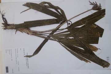 Corypha palm, Sugar palm