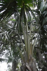 Corypha palm, Sugar palm