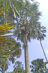 Corypha palm, Sugar palm