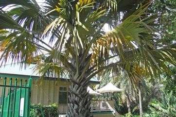 Corypha palm, Sugar palm