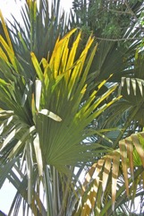 Corypha palm, Sugar palm