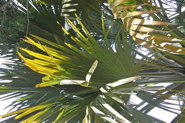 Corypha palm, Sugar palm