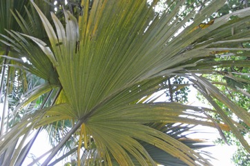 Corypha palm, Sugar palm