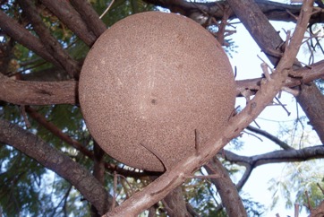 Cannon-ball tree