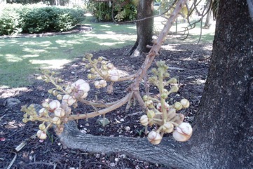 Cannon-ball tree