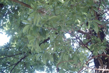 Cannon-ball tree