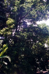 Cannon-ball tree