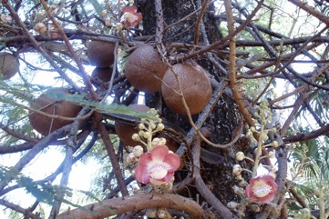 Cannon-ball tree