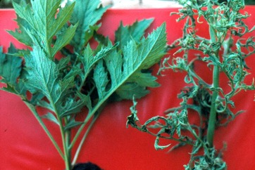 Thickhead, Okinawan spinach