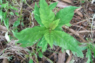 Thickhead, Okinawan spinach