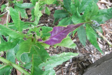 Thickhead, Okinawan spinach