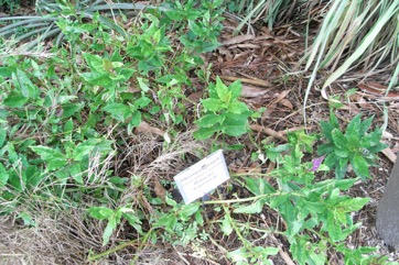 Thickhead, Okinawan spinach