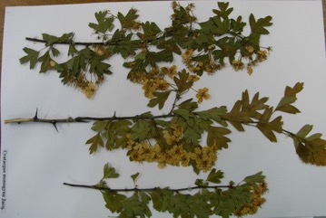 English Hawthorn, May Thorn