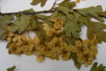 English Hawthorn, May Thorn