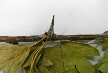 English Hawthorn, May Thorn