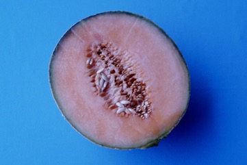 Melon, Canteloupe, Honey-dew