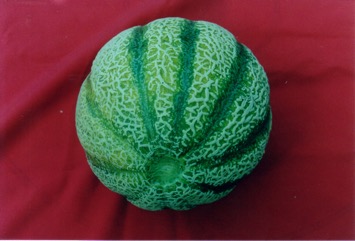 Melon, Canteloupe, Honey-dew