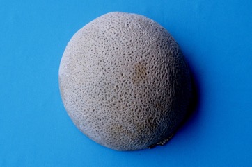 Melon, Canteloupe, Honey-dew