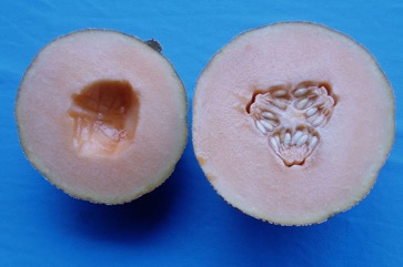 Melon, Canteloupe, Honey-dew
