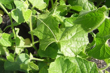 African Horned cucumber, Kiwano