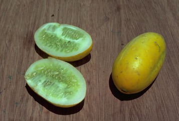 Cucumber