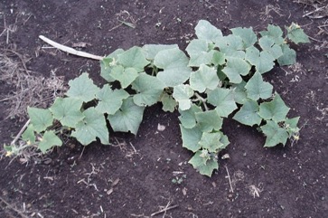Cucumber