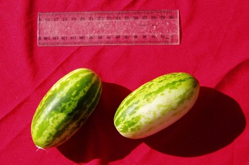 Cucumber